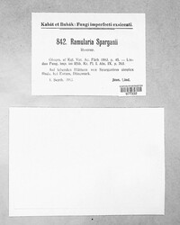 Ramularia sparganii image